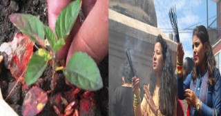 तुलसीको बिरुवा रोपिदै : 'देशभरका नारायण एवं विष्णु मन्दिरमा भक्तजनको भीड' 