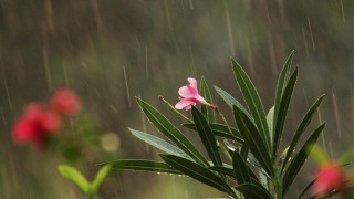 आज देशभरको मौसम  :  " मेघगर्जनसहित हल्कादेखि मध्यम वर्षाको संम्भावना "  