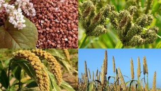 कर्णाली सरकार : रैथाने बाली संरक्षण गर्दै 