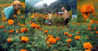 साढे १३ करोडको  फूलको ब्यापार : " पुष्पमाला कारोबार, साढे २४ लाख मालाको माग " 