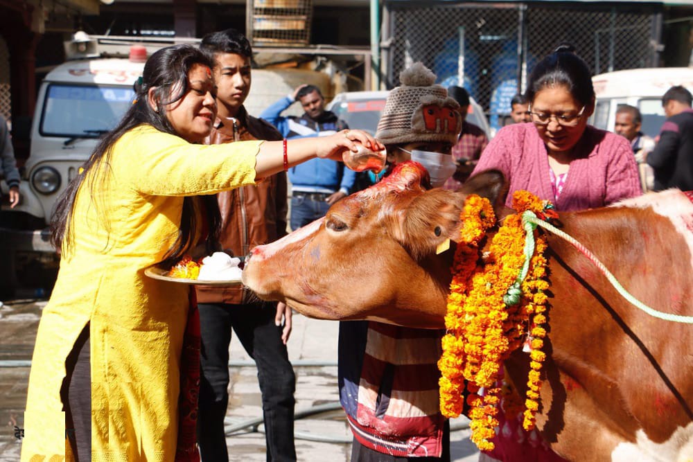 आज गोवद्र्धन, बलि, गोरु र हलि पूजा गरियो :  "भैलो र 'देउ शिर रे' खेल्ने परम्परा"
