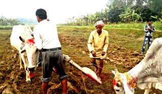 मिथिलाञ्चल    :  "  आज  हलो र गोरुको  पूजा  गरिँदै,   कृषिको   सुरुवात "