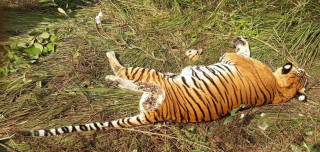 सात वर्षमा ३० बाघ मरे : 'आहाराको खोजीमा एकापसमा जुधेर मृत्यु' 