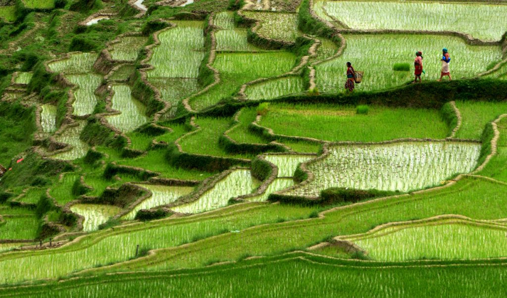 Agriculture-krishi-khet-2-1024x603.jpg