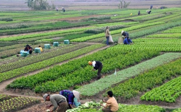 सरकारकाे नीति तथा कार्यक्रम : " आत्मनिर्भर कृषिमा सहयोग पुग्ने "