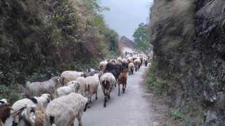 अब लेक चढ्न थाले भेडी गोठ :" बुकी पुग्न हप्तौँको यात्रा "