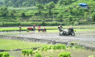 असारमा रोपाइँको चटारो : "  पोखराको पहिचान बन्दै असारे रोपाइँ  "
