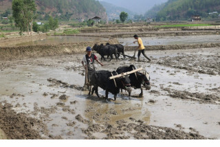 खेतीयोग्य जमिन बाँझियो  :  'गोरु पाल्ने किसानलाई प्रोत्साहन भक्ता'