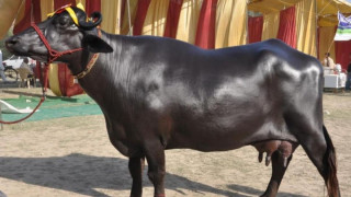 कृषि अर्थतन्त्र     :  " भारतबाट मुर्रा   भैँसी,  अमेरिका र अष्ट्रेलियाबाट घाँस  आयात    ! "
