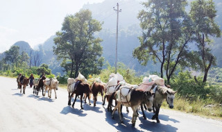 बर्खामा ग्रामीण सडक अबरूद्   : "  ढुवानी गर्न घोडा र खच्चडकै भर "
