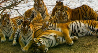 नेपालमा बाघको सङ्ख्या बढेर झण्डै  तेब्बर   :   "  व्यवस्थापनमा चुनौती "