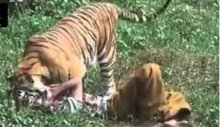 जङ्गली जनावरको आक्रमण  :  'चितवनमा दुई महिनामा चारले ज्यान गुमाए '