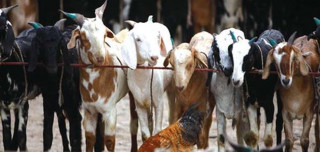दशैँमा खसी बोका  : "  उपभोक्तालाई थप सहुलियत दिन घटायो मूल्य "