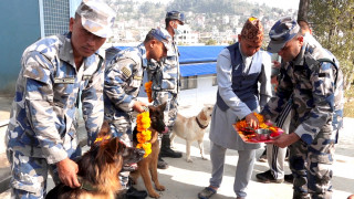 तिहारमा कुकुर पूजा गरियो   : "  सशस्त्र प्रहरीले यसरी गर्यो कुकुर पूजा  "