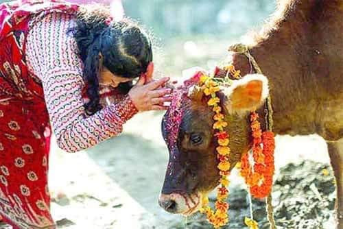 1009984629गाईपुजा.jpeg