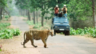 क्यामेरा ट्यापिङ्बाट बाघको अवस्था बुझ्दै  : "  ट्यापिङ् सम्पन्न "