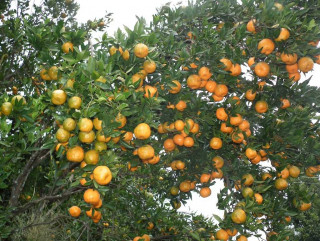 बलियो आम्दानीको  स्रोत बन्दै सुन्तला :  " फल्न थालेपछि विदेश जान परेन "