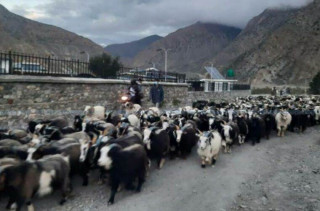 हिमालबाट जाडो छल्न  बेँसी झारिएका भेडीगोठ :  " अब   हिमाली भेगमा सारिँदै  "