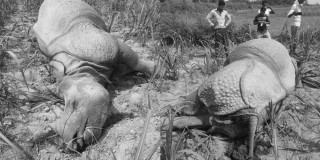  १० महिनामा २१ गैँडा मरे  : "  सिमसार क्षेत्रको व्यवस्थापनले संरक्षणमा सहयोग "
