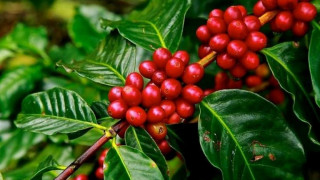 तनहुँमा कृषि  :  ‘एक घर, दश कफीका बिरुवा’ अभियान