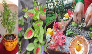 प्रत्येक वर्ष ज्येष्ठ शुक्ल एकादशीः घरका मठमा तुलसीको दल राखिँदै