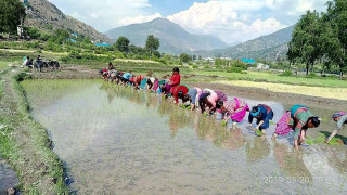मनसुन भित्रियो : सुरु हुन थाल्यो रोपाइँ- ' किसान खेतमै रमाउँदै '