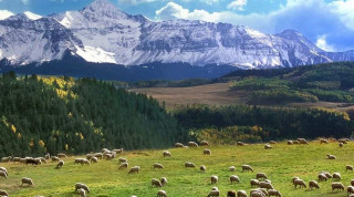 आहा ! ढोरपाटन : पाटनभरी फूलेका वनफूलले - ' सुन्दरता थपेको छ '