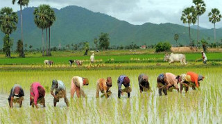 खडेरीको प्रभाव : ' तराई मधेसमा ७७ प्रतिशत धान रोपाइँ '